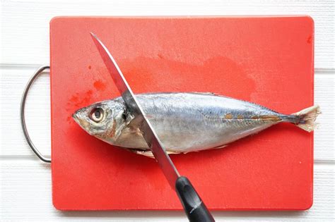 魚血|釣った魚は血抜きが必須！適切な血抜きの方法を覚え。